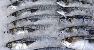fish 5