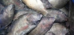 fish 7