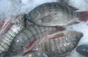 fish3