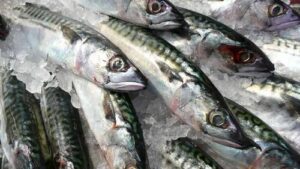 frozen fish