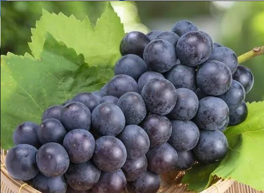 fruit14