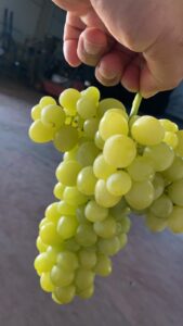 fruit6